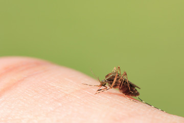 Close-up of a mosquito sucking blood