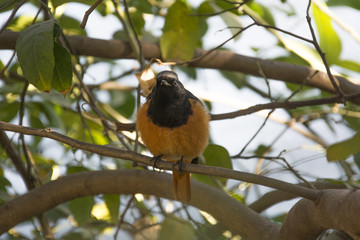 A Redstart on the Branch of a Lemon Tree in Chandigarh, India