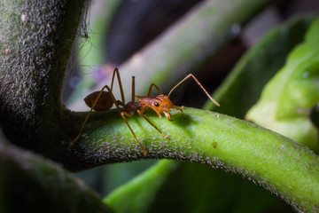 ant