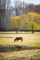 Naklejka premium Horse in a Pasture