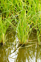 Fototapeta premium The paddy rice close up and green background
