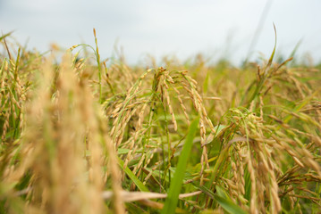 Fototapeta premium The paddy rice close up and green background