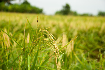 The paddy rice close up and green background