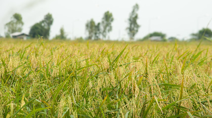 The paddy rice close up and green background