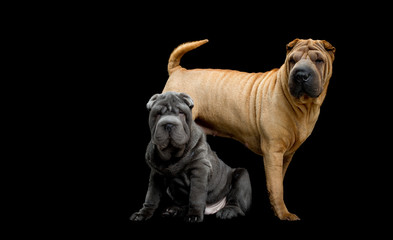 zwei shar-pei hunde posieren im studio