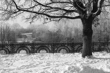 Park in winter black and white