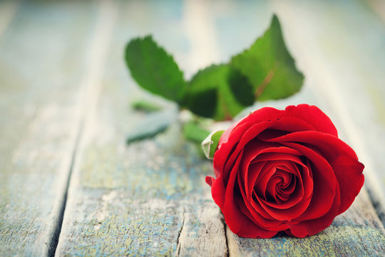 Fototapeta Red rose flower on vintage wooden background