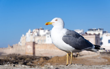 la mouette et la médina
