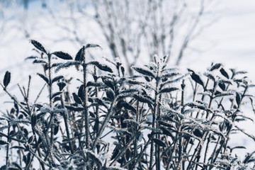 Obraz premium beautiful branch bush leaves in frost on the background of winter forest