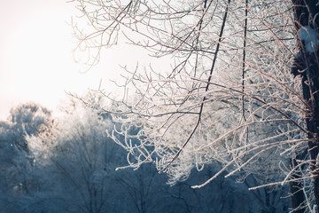 Beautiful tree branches in hoarfrost the winter on a blurred background sun