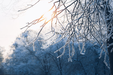 Beautiful tree branches in hoarfrost the winter on a blurred background sun
