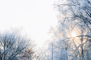 Beautiful tree branches in the frost on background of winter forest