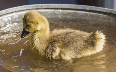 Gosling in the pelvis