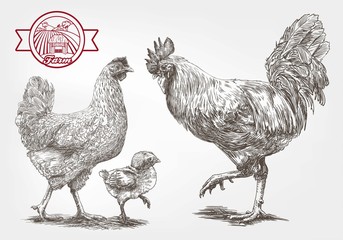 Fototapeta na wymiar Sketch of brood-hen