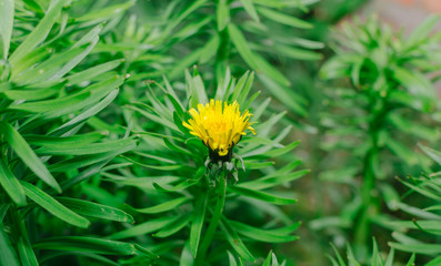 Dandelion In Garden
