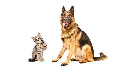German Shepherd dog  and kitten Scottish Straight
