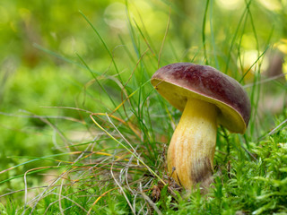 Gemeiner Rotfußröhrling, Xerocomellus chrysenteron