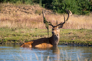 Rothirsch, Cervus elaphus