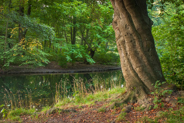 Fototapeta premium Alter Baum in einem Park