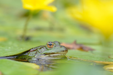 Teichfrosch, Pelophylax esculentus