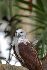 Brahminy Kite
