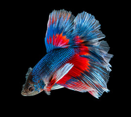 macro siamese fighting fish