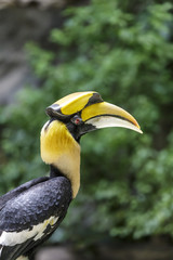 Hornbill