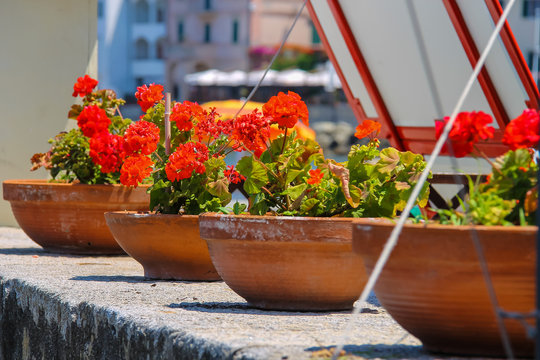 Decortive pots with flowers on the waterfront on Elba Island. Ma