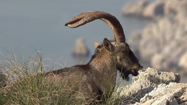   forefront of cutting Iberian ibex male silhouette over the cliffs and the sea   