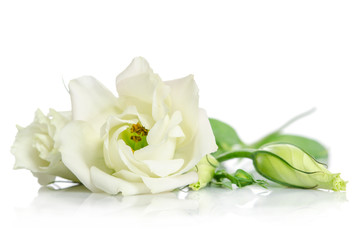 Naklejka na ściany i meble Beautiful white eustoma flowers isolated on white background