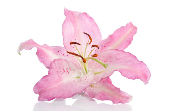 Fototapeta single lilly flower isolated on white