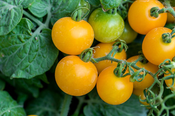 yellow tomato