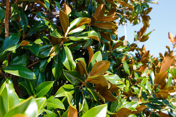 Magnolia tree branches without flowers in autumn
