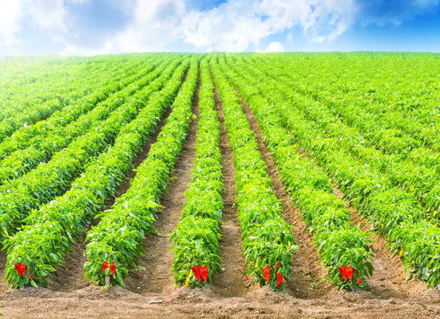 Red Peppers in a field with irrigation system and blue sky