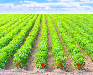 Red Peppers in a field with irrigation system and blue sky