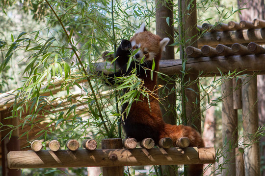 Fototapeta Petit panda - Zoo de la Palmyre (Img.9591)