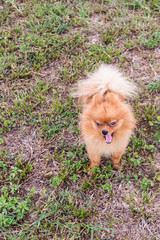 pomeranian in lawn