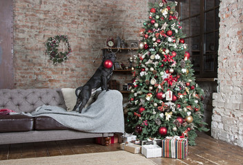 собака и елка