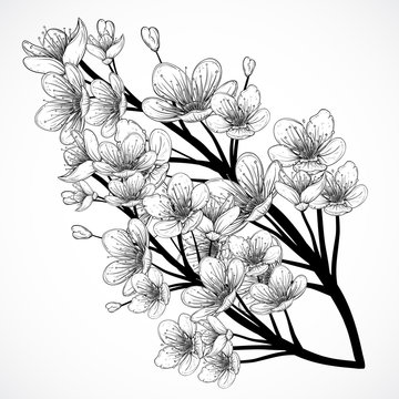 Cherry tree blossom. Vintage black and white hand drawn vector illustration in sketch style. Isolated elements.