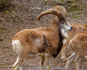 Bukhara urial