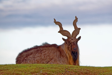 Tadjik markhor