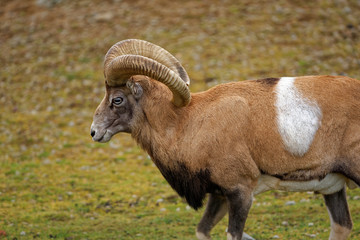 Armenian mouflon © heitipaves