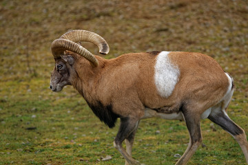 Armenian mouflon