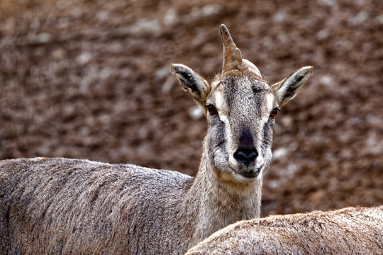 Bharal