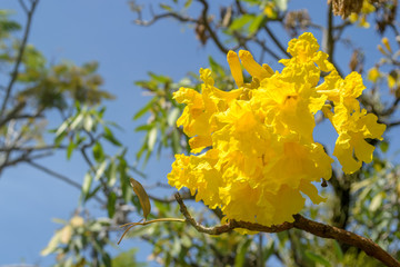 Yellow tabebuia blossom with blue sky background;