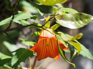 Fleur Canarina Canariensis