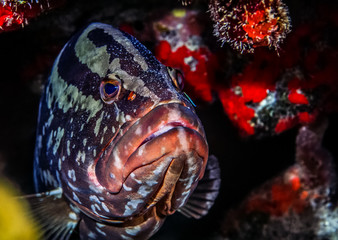 Nassau groupe,(Epinephelus striatus