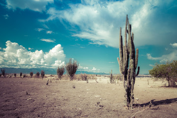 ​big cactuses in red desert, tatacoa desert, columbia, latin america, clouds and sand, red sand in desert, white sand in desert