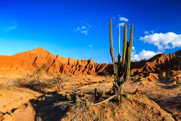 Afwasbaar fotobehang ​big cactuses in red desert, tatacoa desert, columbia, latin america, clouds and sand, red sand in desert, white sand in desert © ilyshev.photo