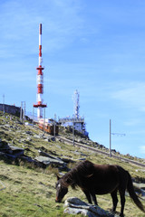 pottok au sommet de la Rhune
